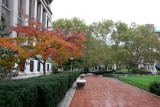 Dogwood behind Low Library