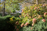 Garden View - Hydrangea