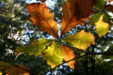 Oak Tree Foliage