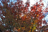 Maple Tree Foliage