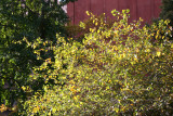 Hawthorne Tree Foliage