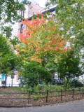 Maple Tree Foliage - Washington Square East