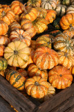 Farmers Market Ornamental Squash