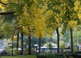 Park View - Elm Tree Foliage