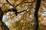 Elm Tree Foliage & USA Flag