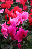 Farmers Market - Cyclamen