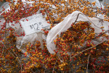 Farmer's Market - Bittersweet