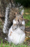 Munching Squirrel