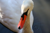 Swan at the Ramble Lakeshore Feeding Station