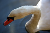 Swan at the Ramble Lakeshore Feeding Station