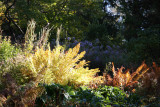 Shakespeare Garden Area - Ferns