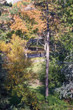 Wooded Area below Belvedere Castle