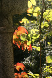 Fall Foliage from Belvedere Castle Window