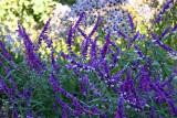 Shakespeare Garden Area - Unknown Blue Flowers