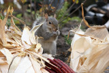 Thanksgiving Dinner at the Farmers Market