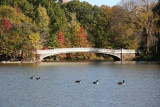 Bow Bridge & Canadian Geese - View from the West Shore