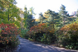 Eastside Entrance to Strawberry Fields - Fothergilla Bushes