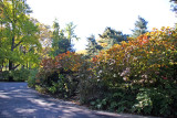 Eastside Entrance to Strawberry Fields - Fothergilla Bushes