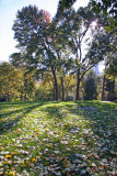 Sheep Meadow - Mostly Maple Foliage