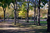 Sheep Meadow - Maple Tree Grove near Tavern on the Green
