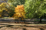 Westside Woods - Maple in Full Fall Color