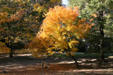 Westside Woods - Maple in Full Fall Color