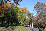 Fall Foliage - Central Park South