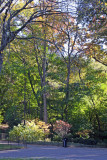 Fall Foliage - Central Park South