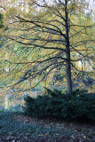 Pond View