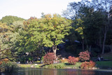 Pond Foliage