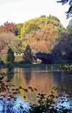 Pond Foliage