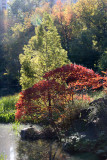 Pond View - Red Sumac Foliage