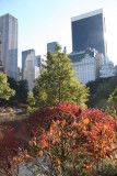 Pond View - Red Sumac Foliage & CPS Skyline