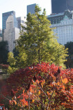 Pond View - Red Sumac Foliage & CPS Skyline