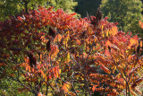 Red Sumac Foliage at the Duck Pond