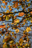 Elm Tree Foliage at the Duck Pond