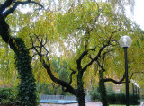 Garden View - Cherry Trees