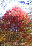 Maple Tree Foliage at Chess Corner