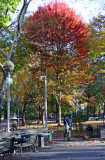 Leaf Blower - Maple Tree Foliage at Chess Corner