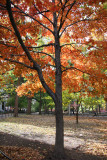 Maple Tree at Washington Square East