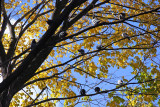 Roosting Pigeons in an Elm Tree