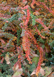 Berberis