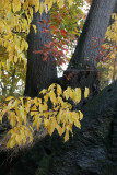 Rock Wall & Fall Foliage