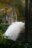 St John the Divine Cathedral Garden Peacock