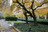 Cherry & Hawthorne Trees