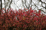 Burning Bush & Sycamore Trees