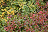 Azalea Foliage