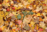 Mixed Foliage