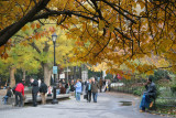 Park View - Cherry Tree Foliage