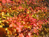 Azalea Foliage